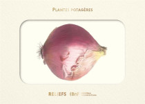 Plantes potageres